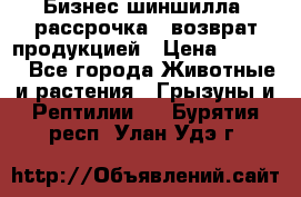 Бизнес шиншилла, рассрочка - возврат продукцией › Цена ­ 4 500 - Все города Животные и растения » Грызуны и Рептилии   . Бурятия респ.,Улан-Удэ г.